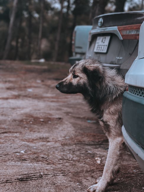 pexels-photo-15157031